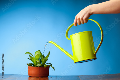 hand watering a plant with watering-can
