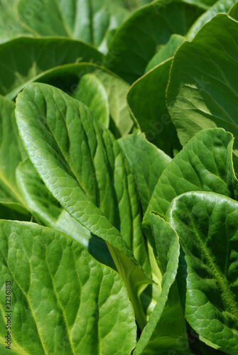 Картината върху платно mellow green leaves, background