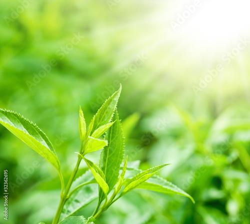 Tea leaves at a plantation