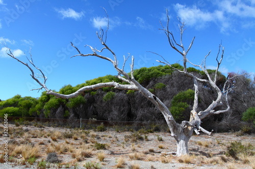 Rottnest island in Australia photo