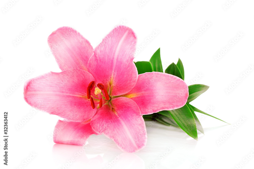 Lily Lily