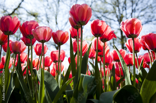 Fototapeta Naklejka Na Ścianę i Meble -  Tulips
