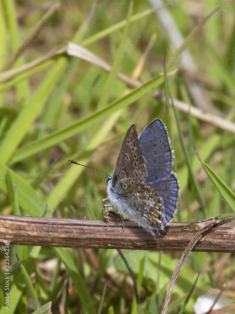 common blue butterfly common blue butterfly