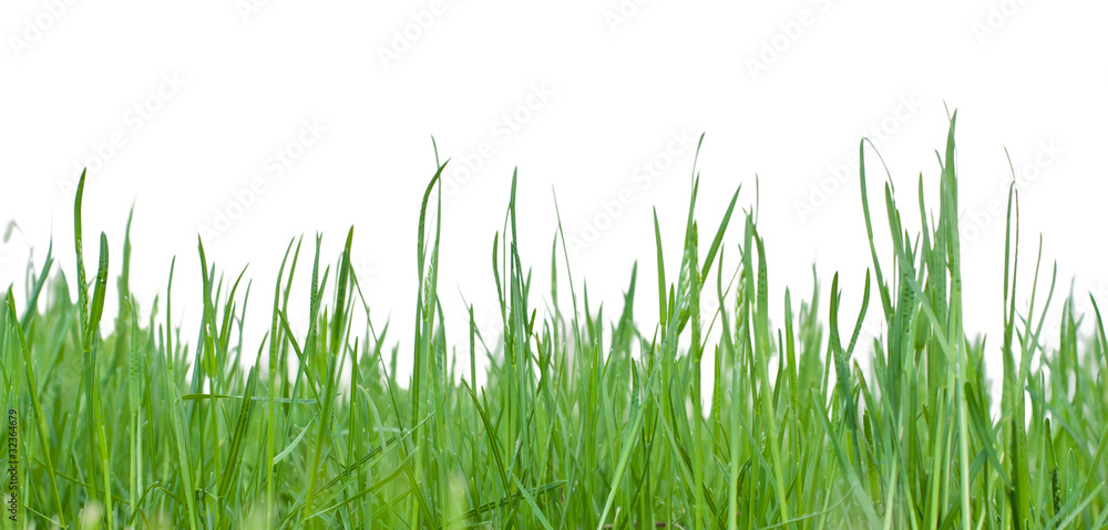 Fototapeta premium Green grass