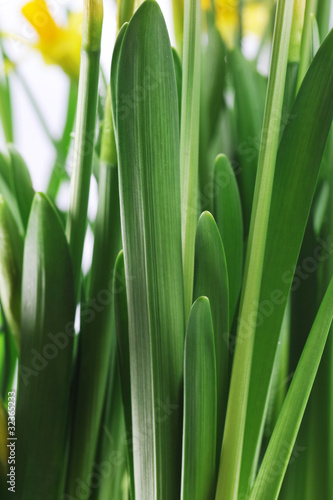 green leaves