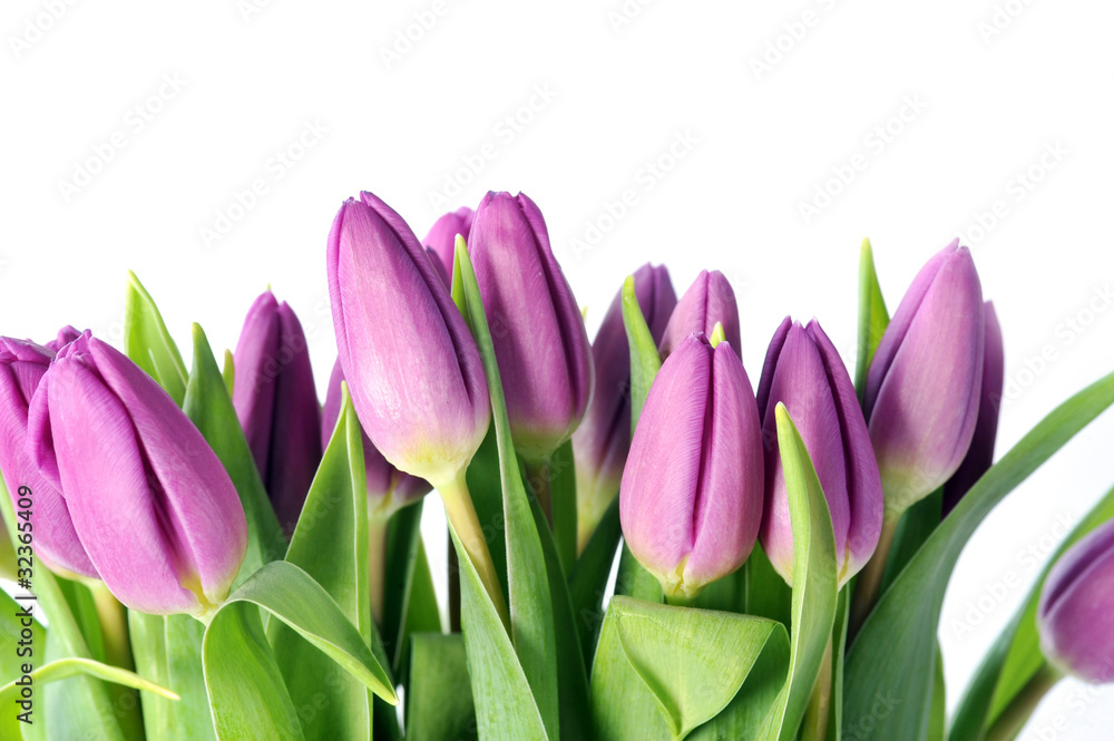 violet tulips violet tulips