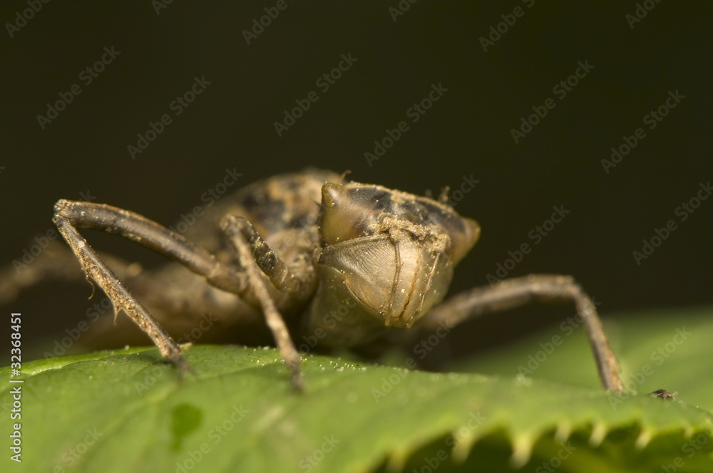 Fototapeta premium Nymph dragonfly