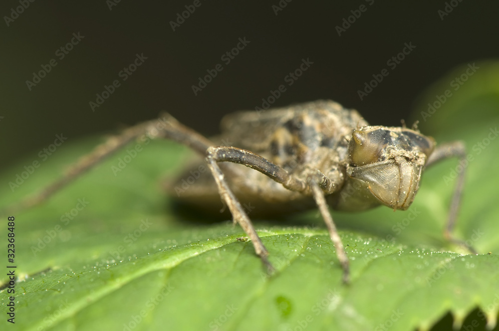 Nymph dragonfly