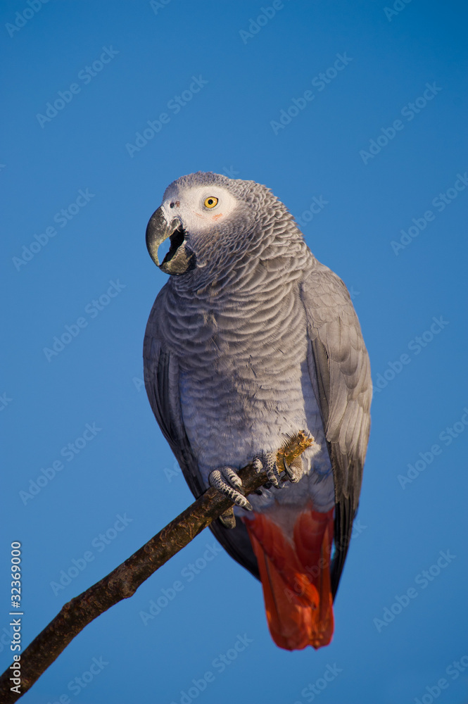 Fototapeta premium African Grey Parrot over blue sky