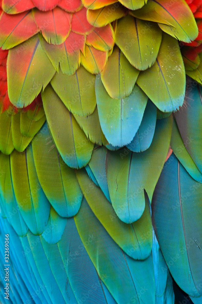 Fototapeta premium Colorful Macaw Plumage