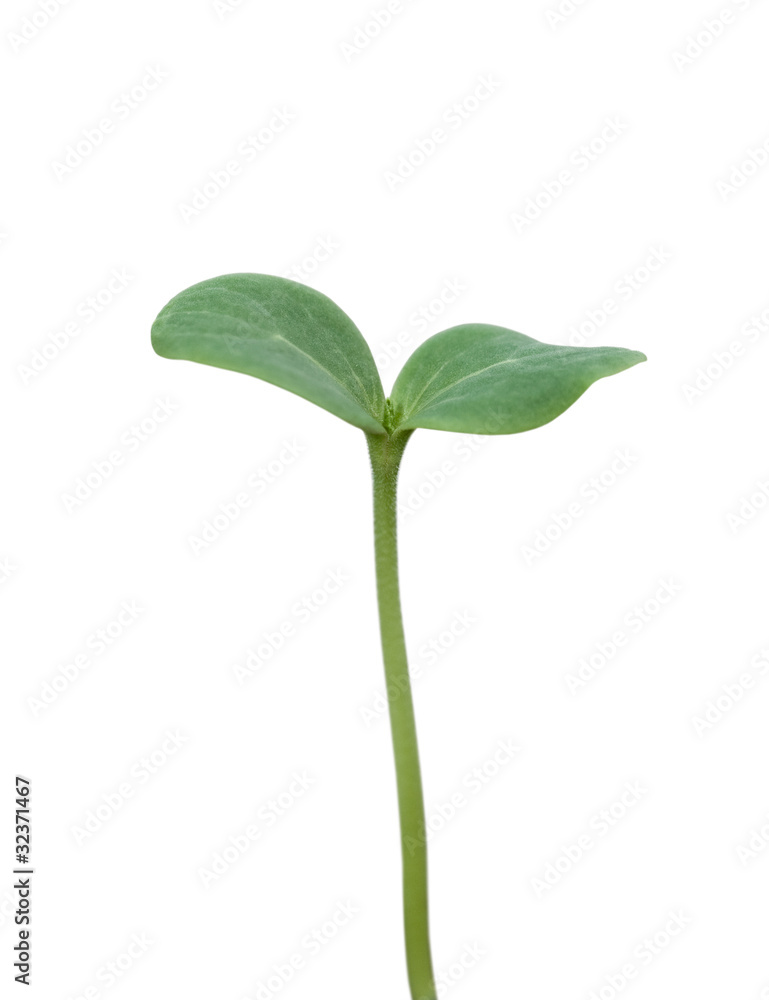 Tree seedling isolated on white Tree seedling isolated on white