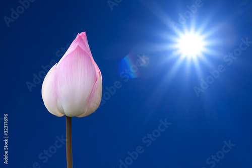 Принти на полотні The sun and pink lotus