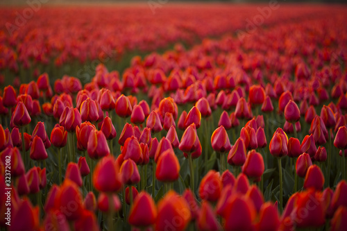 Fototapeta Naklejka Na Ścianę i Meble -  Tulip field