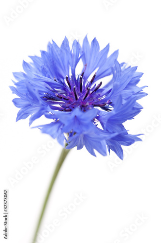 Kornblume (Centaurea cyanus) - Einzelne Blüte auf weißem Hinterg