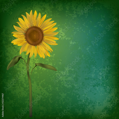 abstract grunge floral background with sunflower