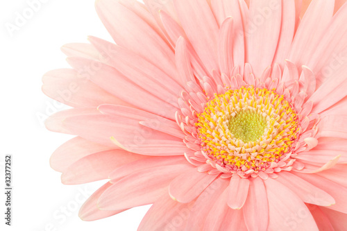 Pink gerbera