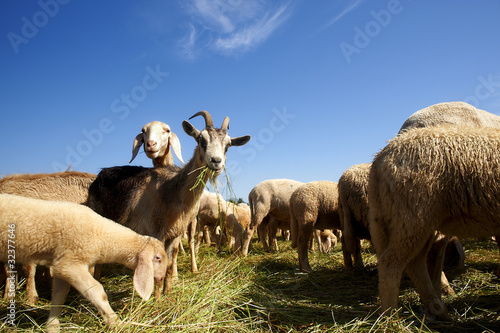 pecore photo