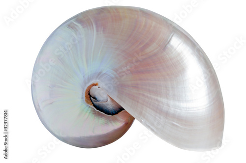 Foto Nautilus pompilius