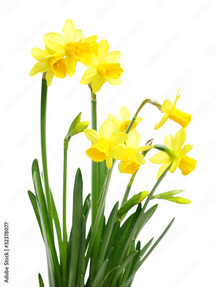 Yellow daffodil flowers