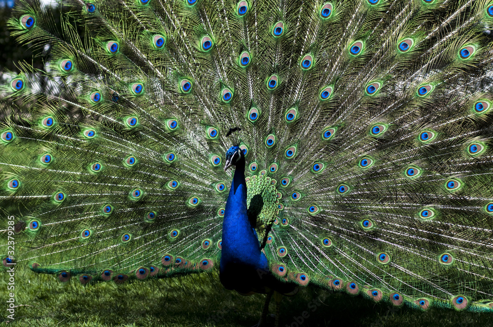 Obraz premium peacock