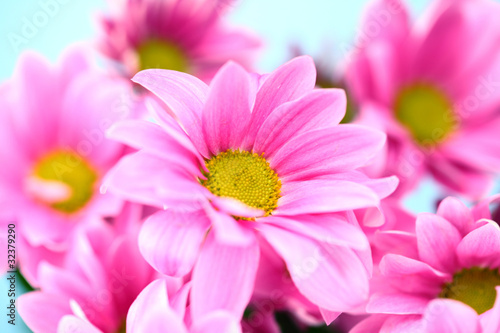 pink chrysanthemum