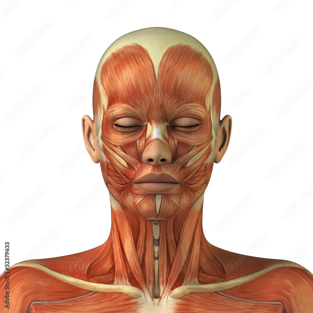 Anatomy of female head muscular system Stock Illustration Adobe Stock