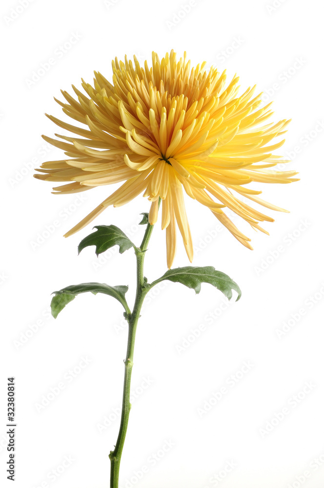 Yellow chrysanthemum flower isolated Yellow chrysanthemum flower isolated