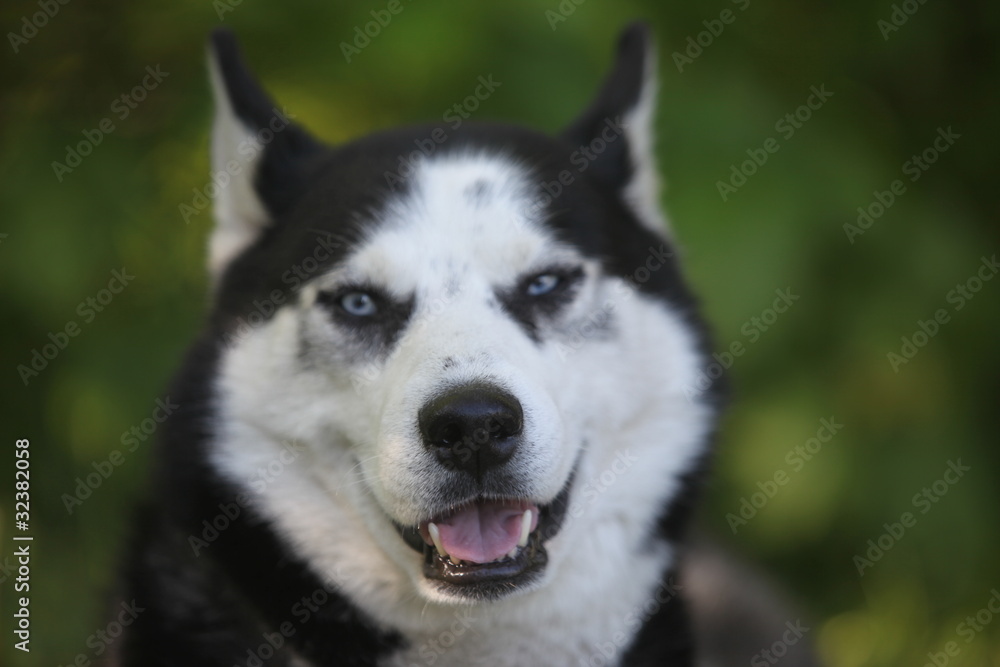 Husky Husky