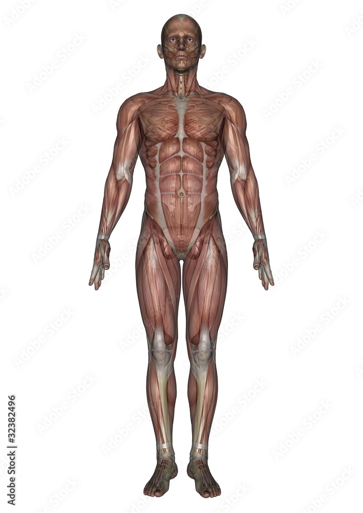 男性人体模型