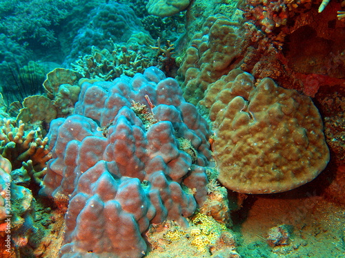 Underwater inhabitants of the South-Chinese sea, coral