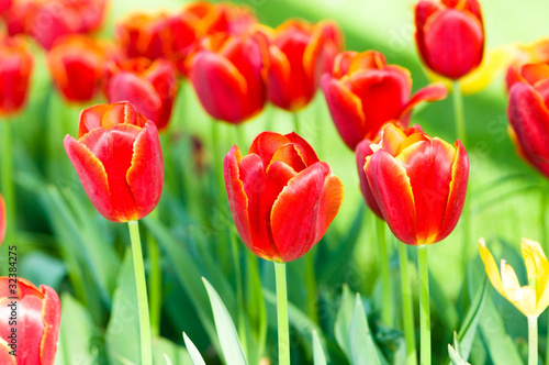 Many tulips in the park