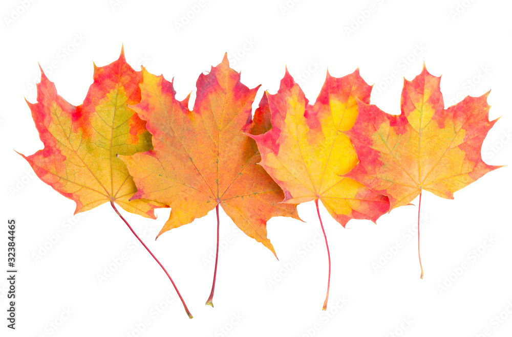 autumn maple leaves autumn maple leaves