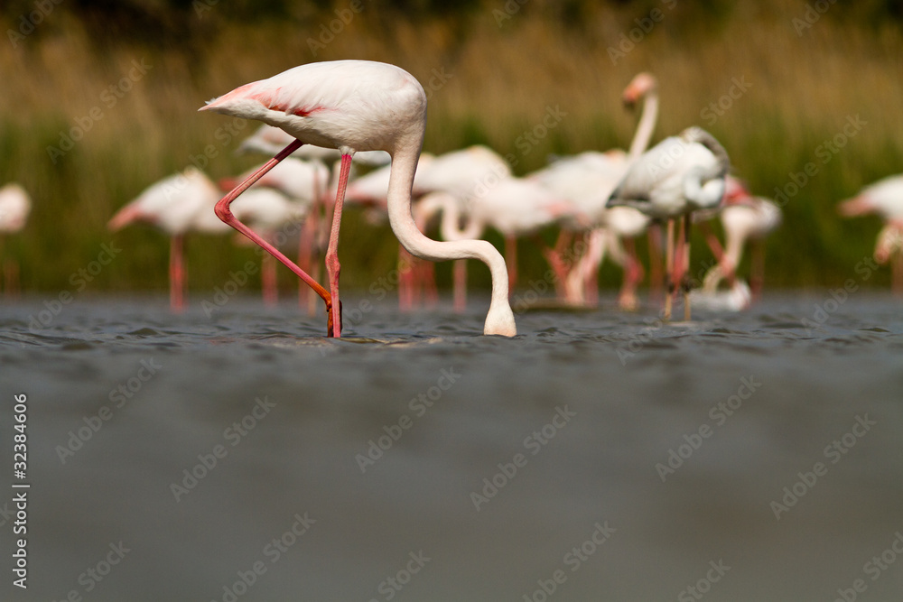 Greater flamingos in the water