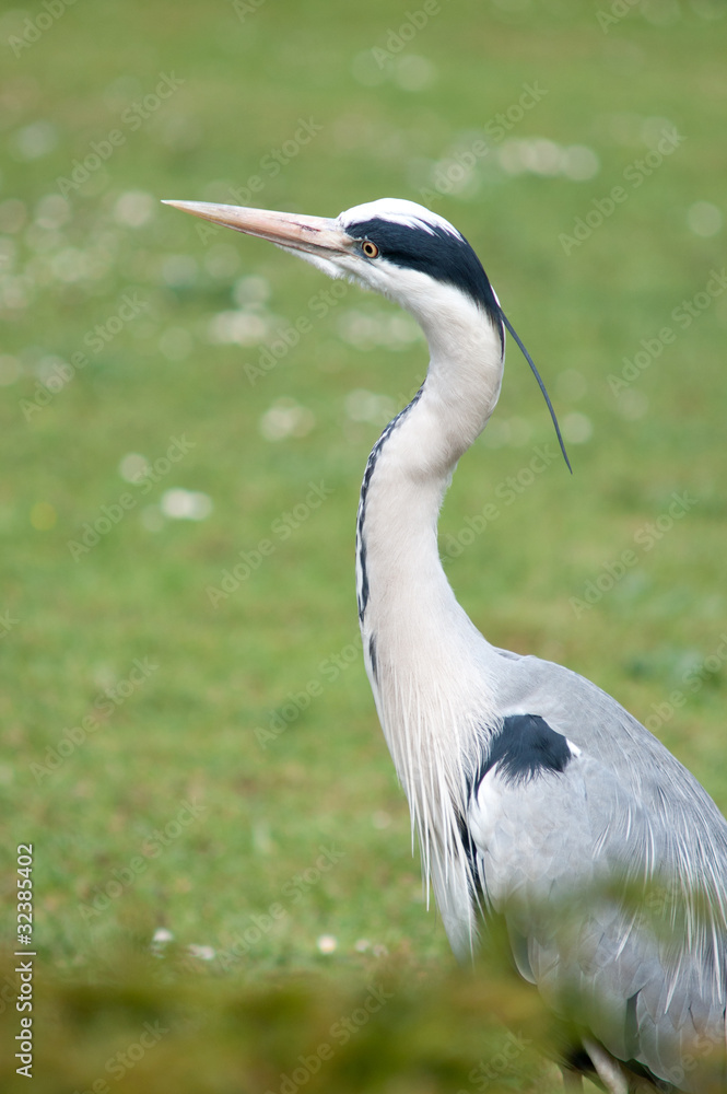 Fototapeta premium Grey white heron in foliage