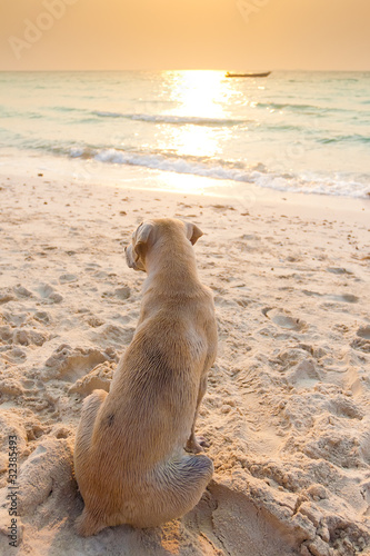 White dog on a white sand beach paradise island at sunset photo