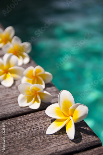 Fleurs de frangipanier au bord d'une piscine #32386871