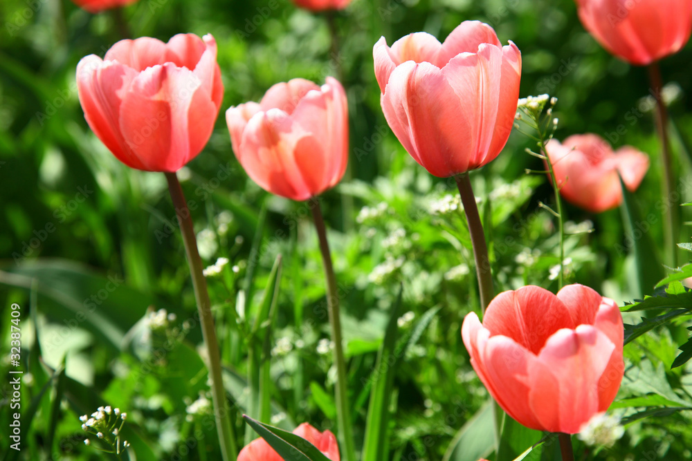 Fototapeta premium Spring pink flowers on green grass background