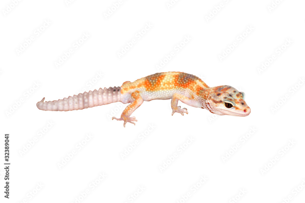 Leopard Gecko Leopard Gecko
