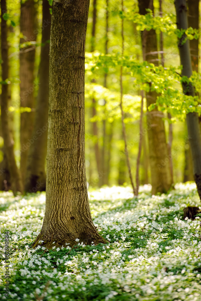 Naklejka premium Waldboden im Frühling 4