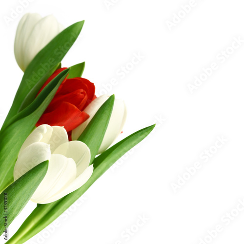 Fototapeta Naklejka Na Ścianę i Meble -  colorful tulips