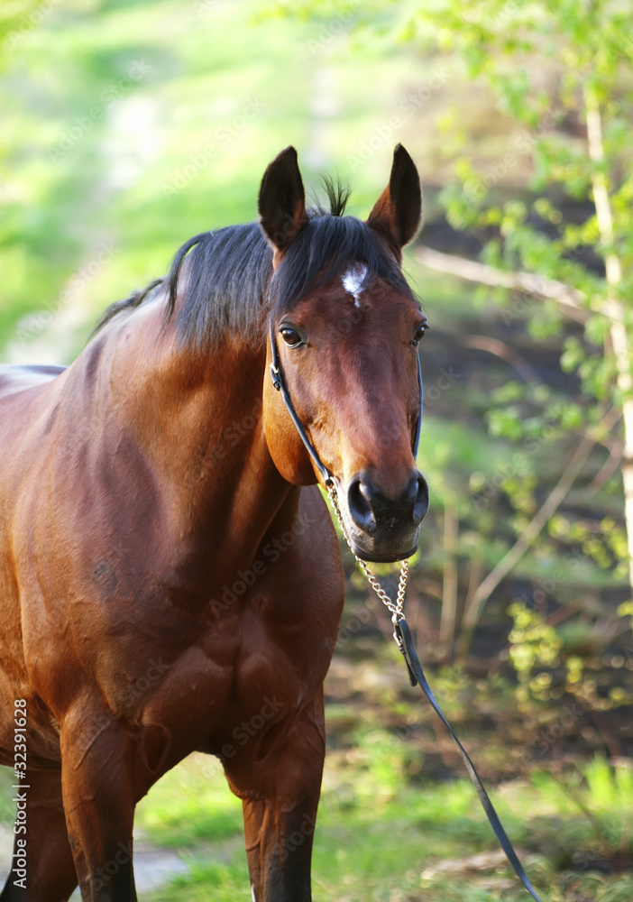 bay horse in spring forest