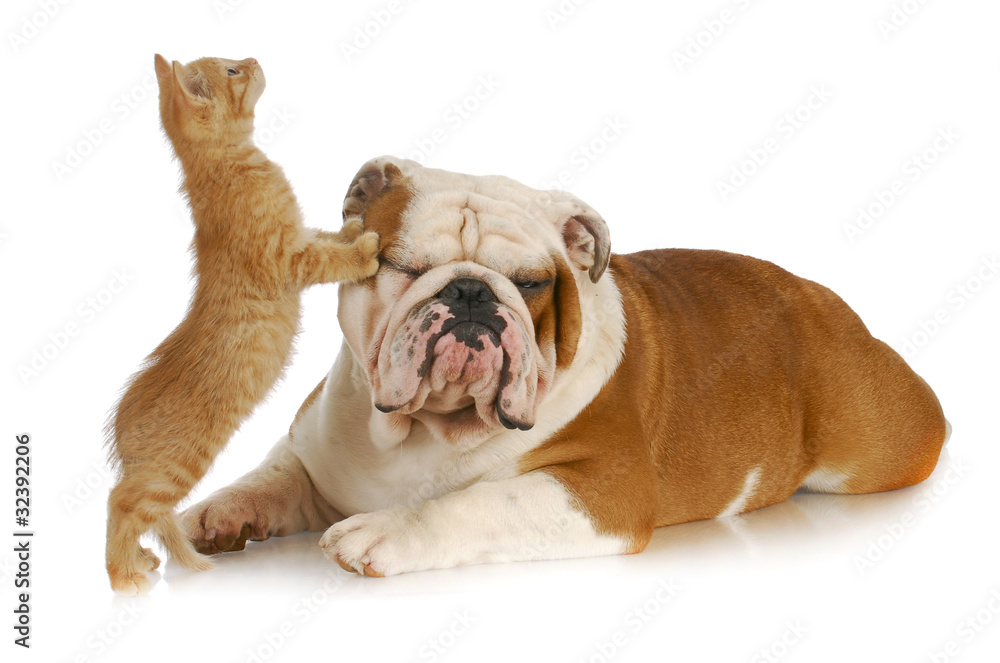 cat and dog cat and dog