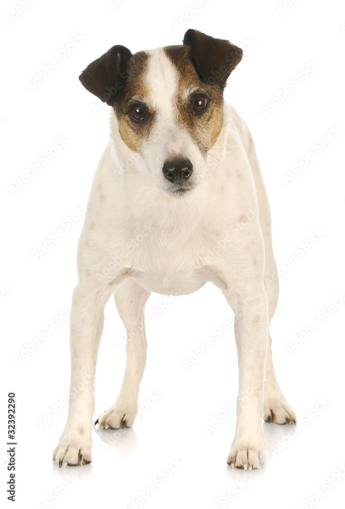 jack russel terrier