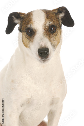 jack russel terrier © Willee Cole