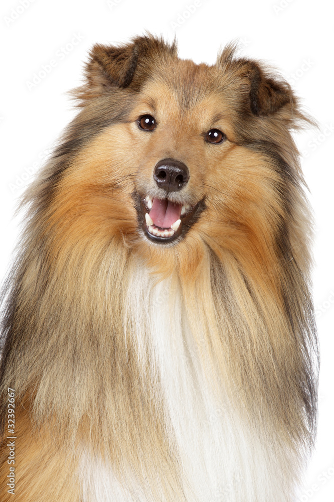 Shetland sheepdog on a white background Shetland sheepdog on a white background