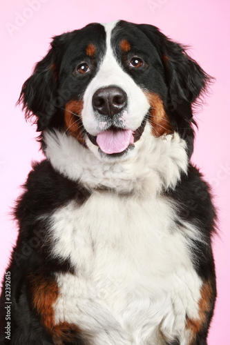 Bernese mountain dog