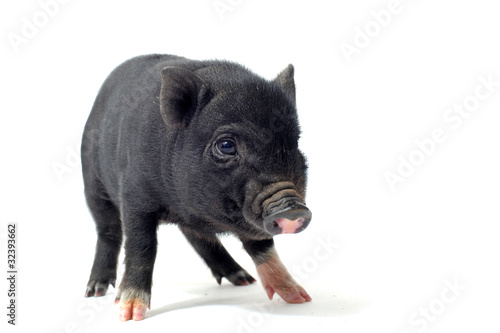 bébé cochon nain