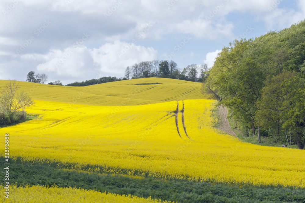 Rape Field at the Forest