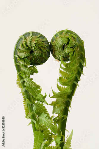 growing fern