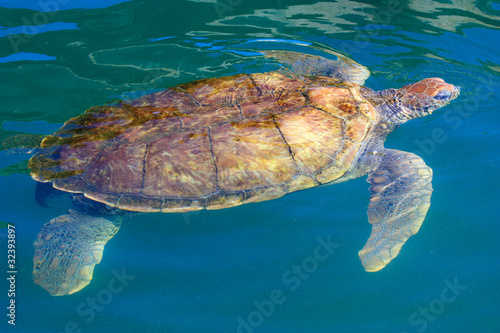 Big sea turtle swimming in the caribbean waters